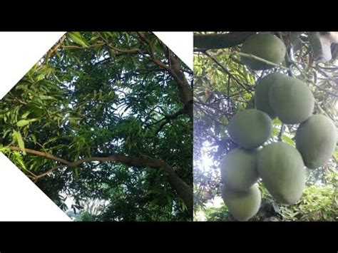 Paano gumawa ng panungkit ng Indian Mango.